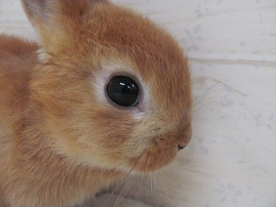 オレンジ　26/06/12生まれ（写真2）