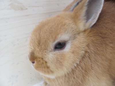 オレンジ　26/08/17生まれ（写真2）