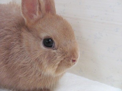 リンクス　26/06/12生まれ（写真2）