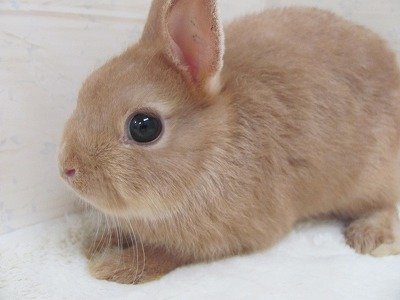 リンクス　26/06/12生まれ（写真1）