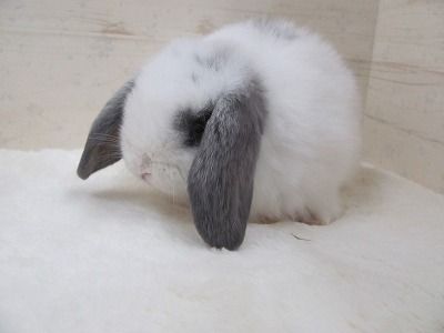 ブロークンブルー　26/06/08生まれ