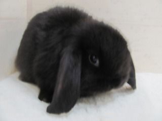 ブラック　26/09/13生まれ