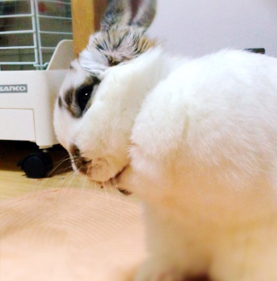うさぎ専門店 うさぎのミルキー│大阪 うさぎ専門店 うさぎのミルキー│大阪