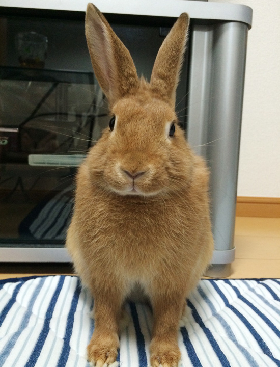 うさぎ専門店 うさぎのミルキー│大阪 うさぎ専門店 うさぎのミルキー│大阪