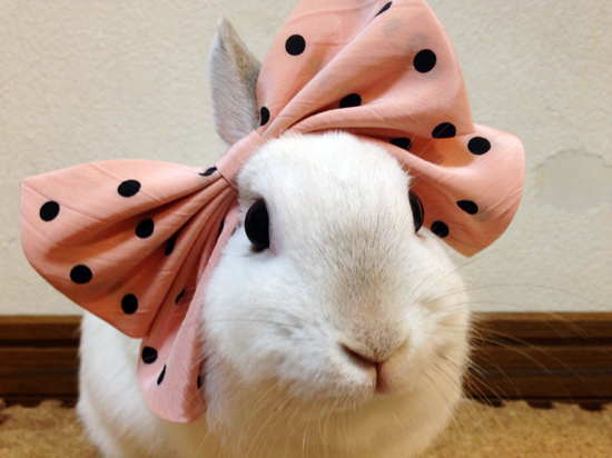 うさぎ専門店 うさぎのミルキー│大阪 うさぎ専門店 うさぎのミルキー│大阪