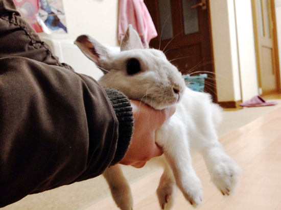 うさぎ専門店 うさぎのミルキー│大阪 うさぎ専門店 うさぎのミルキー│大阪