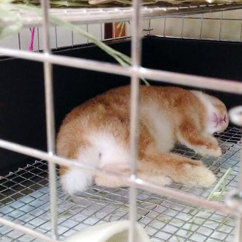 うさぎ専門店 うさぎのミルキー│大阪 うさぎ専門店 うさぎのミルキー│大阪