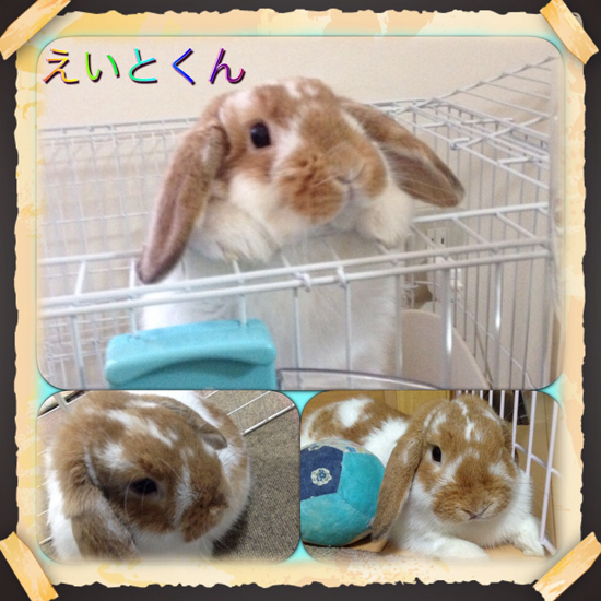 うさぎ専門店 うさぎのミルキー│大阪 うさぎ専門店 うさぎのミルキー│大阪