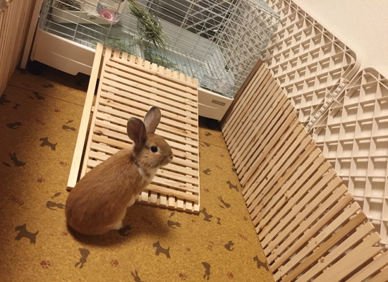 うさぎ専門店 うさぎのミルキー│大阪 うさぎ専門店 うさぎのミルキー│大阪