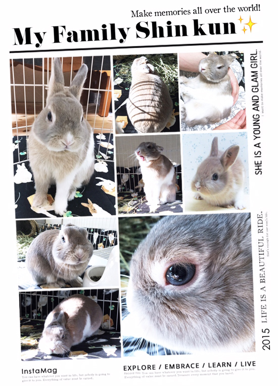 うさぎ専門店 うさぎのミルキー│大阪 うさぎ専門店 うさぎのミルキー│大阪
