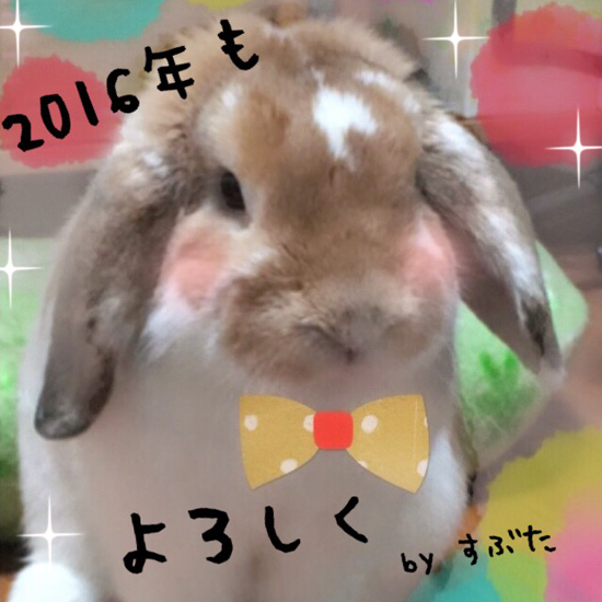 うさぎ専門店 うさぎのミルキー│大阪 うさぎ専門店 うさぎのミルキー│大阪