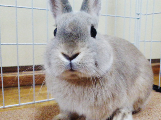 うさぎ専門店 うさぎのミルキー│大阪 うさぎ専門店 うさぎのミルキー│大阪