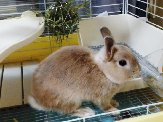 うさぎ専門店 うさぎのミルキー│大阪 うさぎ専門店 うさぎのミルキー│大阪