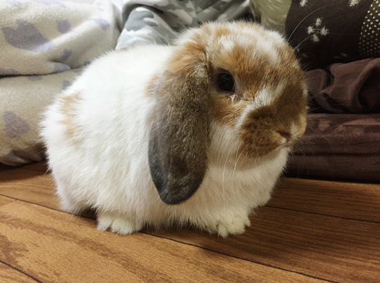 うさぎ専門店 うさぎのミルキー│大阪 うさぎ専門店 うさぎのミルキー│大阪