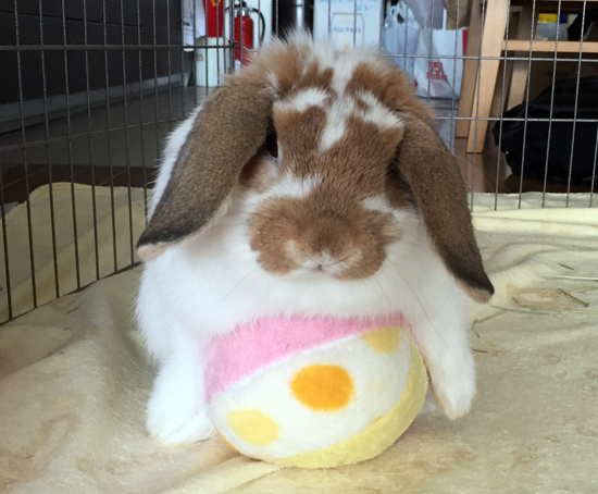 うさぎ専門店 うさぎのミルキー│大阪 うさぎ専門店 うさぎのミルキー│大阪