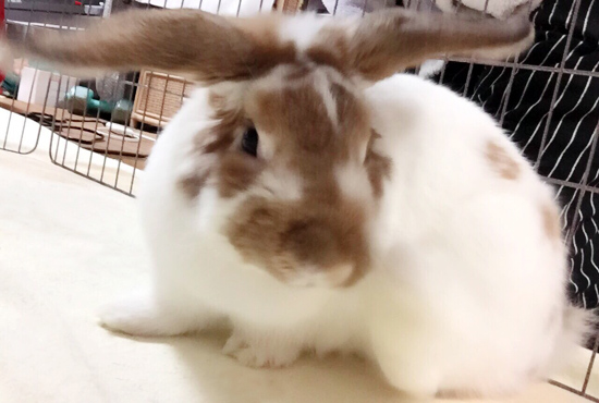 うさぎ専門店 うさぎのミルキー│大阪 うさぎ専門店 うさぎのミルキー│大阪