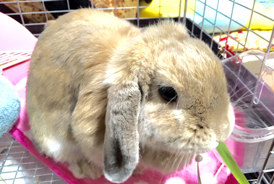 うさぎ専門店 うさぎのミルキー│大阪 うさぎ専門店 うさぎのミルキー│大阪