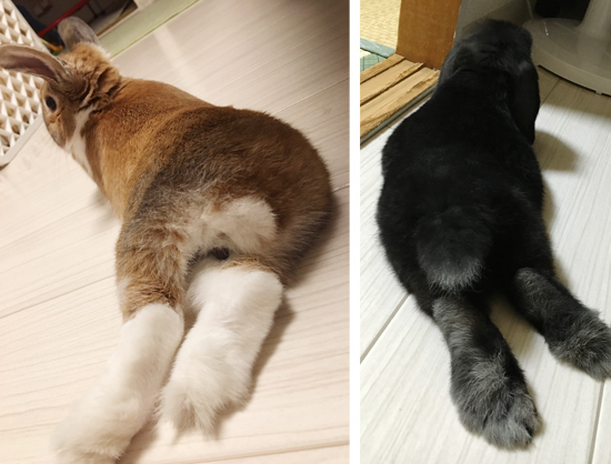 うさぎ専門店 うさぎのミルキー│大阪 うさぎ専門店 うさぎのミルキー│大阪