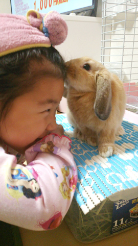 うさぎ専門店 うさぎのミルキー│大阪 うさぎ専門店 うさぎのミルキー│大阪