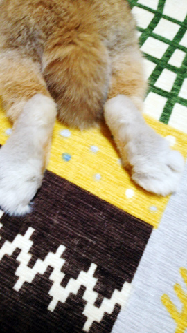 うさぎ専門店 うさぎのミルキー│大阪 うさぎ専門店 うさぎのミルキー│大阪