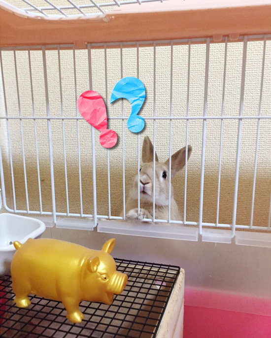 うさぎ専門店 うさぎのミルキー│大阪 うさぎ専門店 うさぎのミルキー│大阪