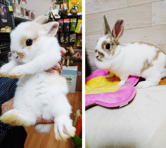 うさぎ専門店 うさぎのミルキー│大阪 うさぎ専門店 うさぎのミルキー│大阪