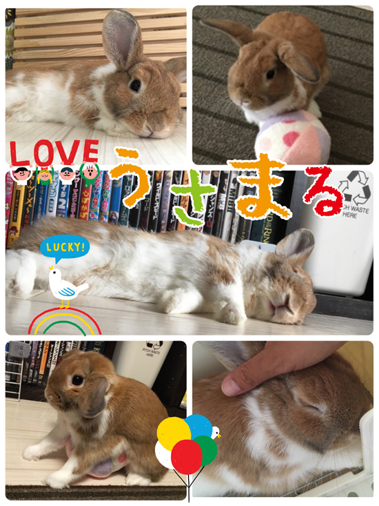 うさぎ専門店 うさぎのミルキー│大阪 うさぎ専門店 うさぎのミルキー│大阪