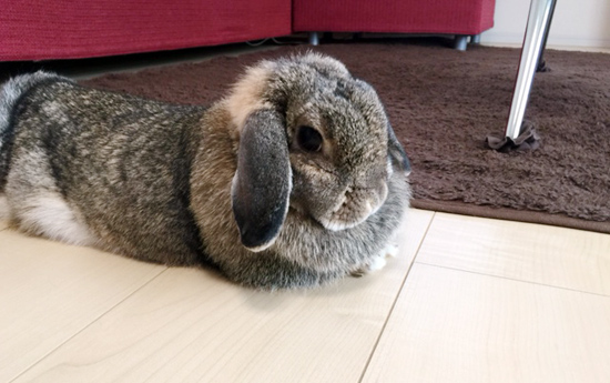 うさぎ専門店 うさぎのミルキー│大阪 うさぎ専門店 うさぎのミルキー│大阪