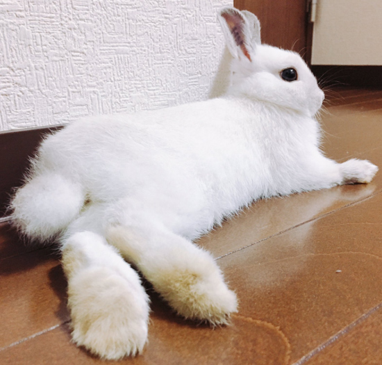 うさぎ専門店 うさぎのミルキー│大阪 うさぎ専門店 うさぎのミルキー│大阪
