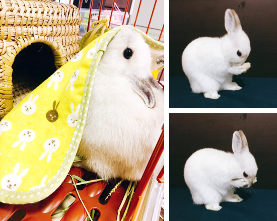 うさぎ専門店 うさぎのミルキー│大阪 うさぎ専門店 うさぎのミルキー│大阪