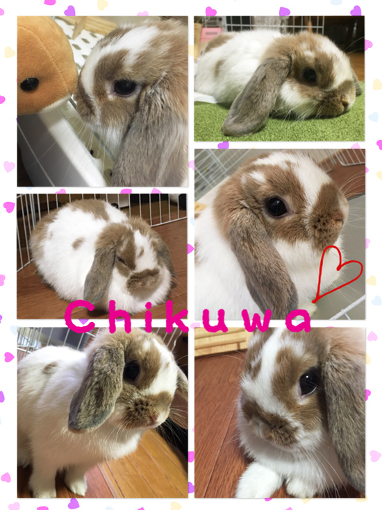 うさぎ専門店 うさぎのミルキー│大阪 うさぎ専門店 うさぎのミルキー│大阪