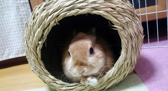 うさぎ専門店 うさぎのミルキー│大阪 うさぎ専門店 うさぎのミルキー│大阪