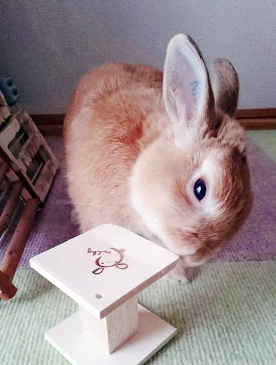 うさぎ専門店 うさぎのミルキー│大阪 うさぎ専門店 うさぎのミルキー│大阪