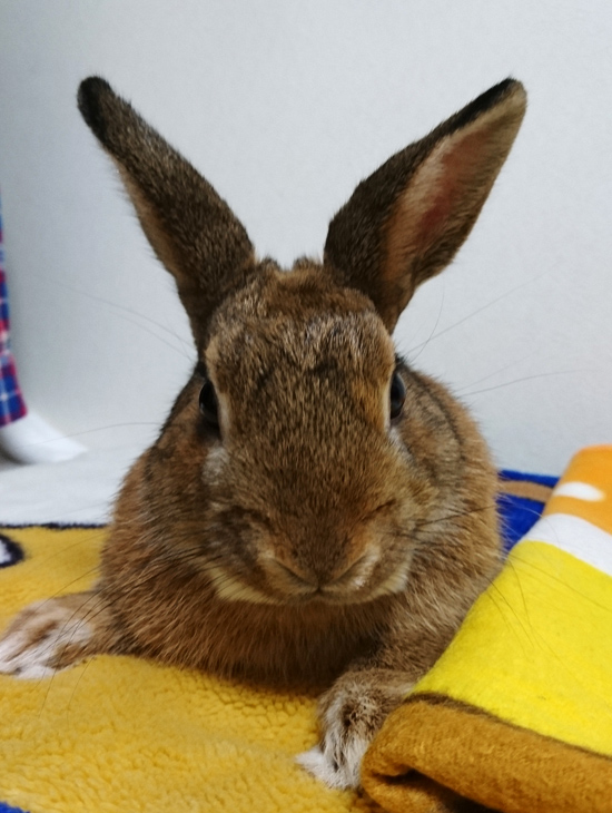 うさぎ専門店 うさぎのミルキー│大阪 うさぎ専門店 うさぎのミルキー│大阪