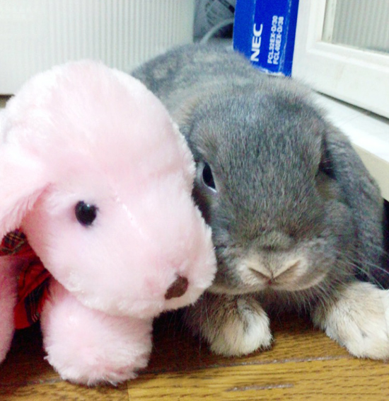 うさぎ専門店 うさぎのミルキー│大阪 うさぎ専門店 うさぎのミルキー│大阪