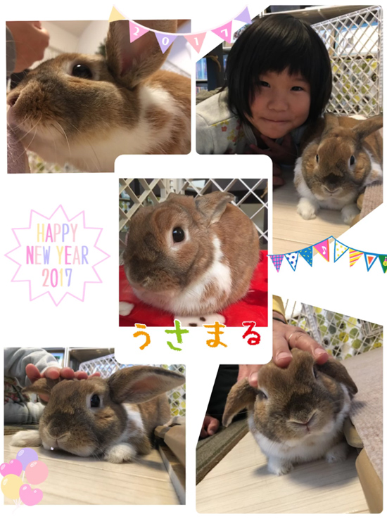 うさぎ専門店 うさぎのミルキー│大阪 うさぎ専門店 うさぎのミルキー│大阪