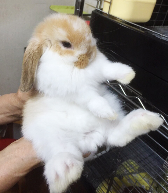 うさぎ専門店 うさぎのミルキー│大阪 うさぎ専門店 うさぎのミルキー│大阪