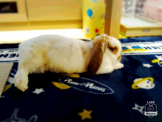 うさぎ専門店 うさぎのミルキー│大阪