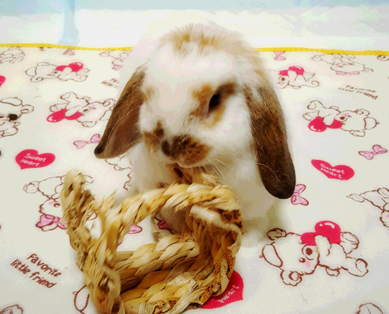 うさぎ専門店 うさぎのミルキー│大阪