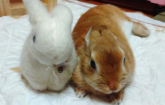 うさぎ専門店 うさぎのミルキー│大阪