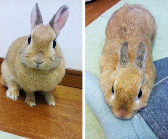うさぎ専門店 うさぎのミルキー│大阪
