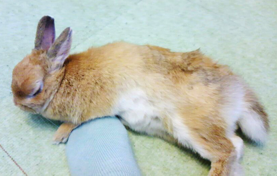 うさぎ専門店 うさぎのミルキー│大阪