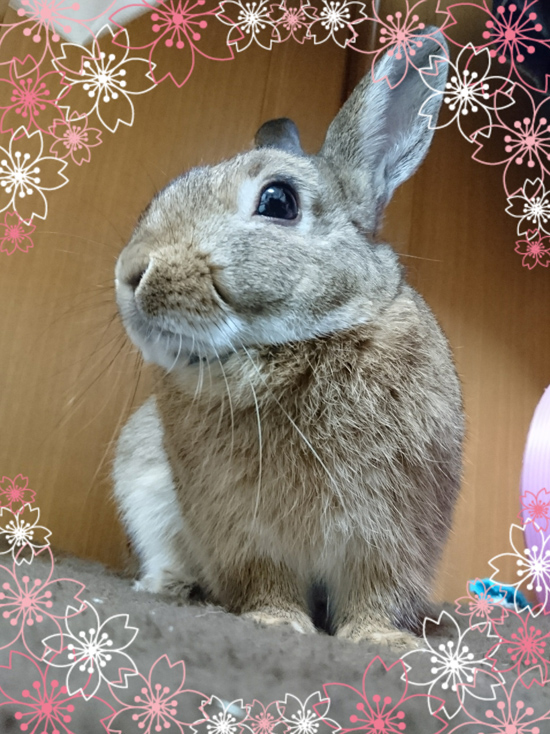 うさぎ専門店 うさぎのミルキー│大阪