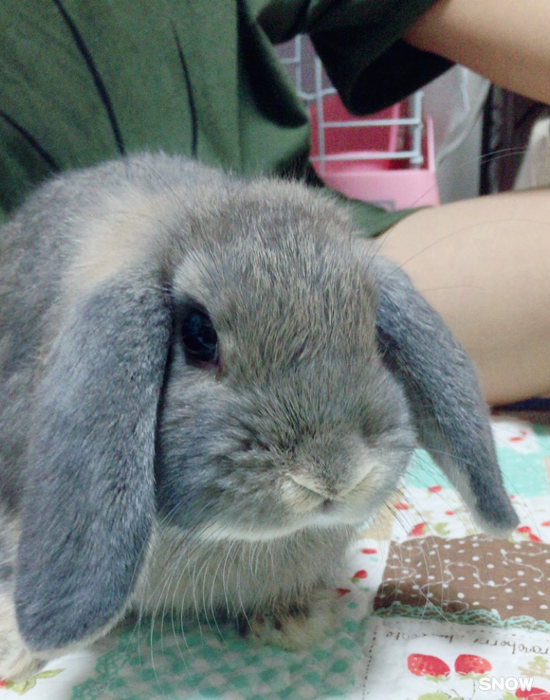 うさぎ専門店 うさぎのミルキー│大阪