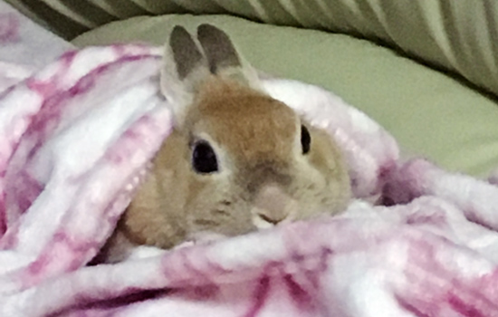 うさぎ専門店 うさぎのミルキー│大阪
