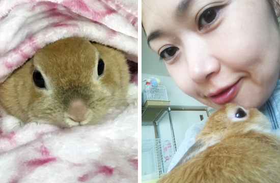 うさぎ専門店 うさぎのミルキー│大阪