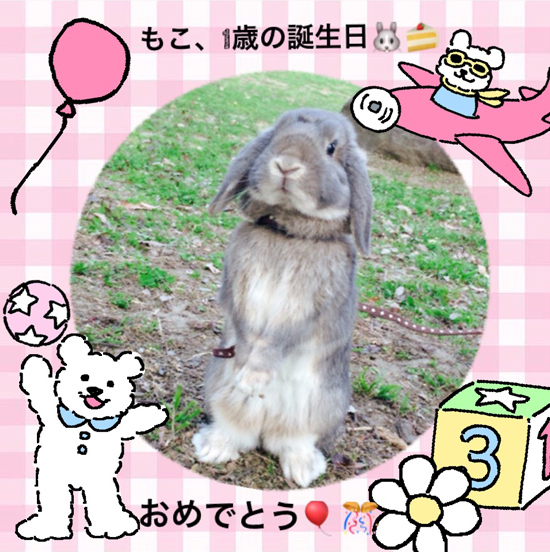 うさぎ専門店 うさぎのミルキー│大阪