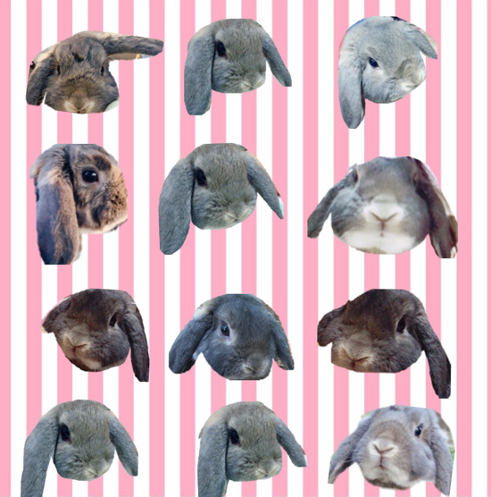 うさぎ専門店 うさぎのミルキー│大阪