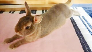 うさぎ専門店 うさぎのミルキー│大阪