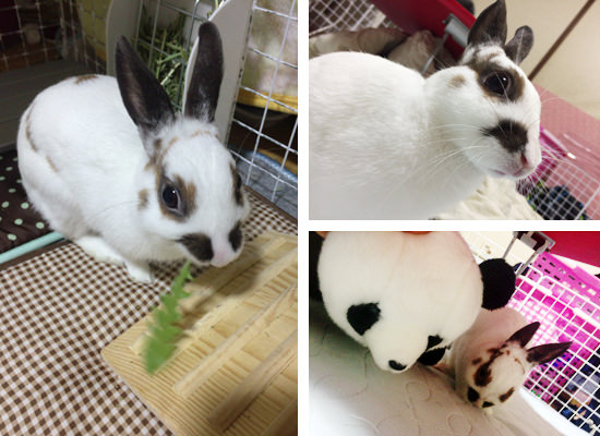 うさぎ専門店 うさぎのミルキー│大阪